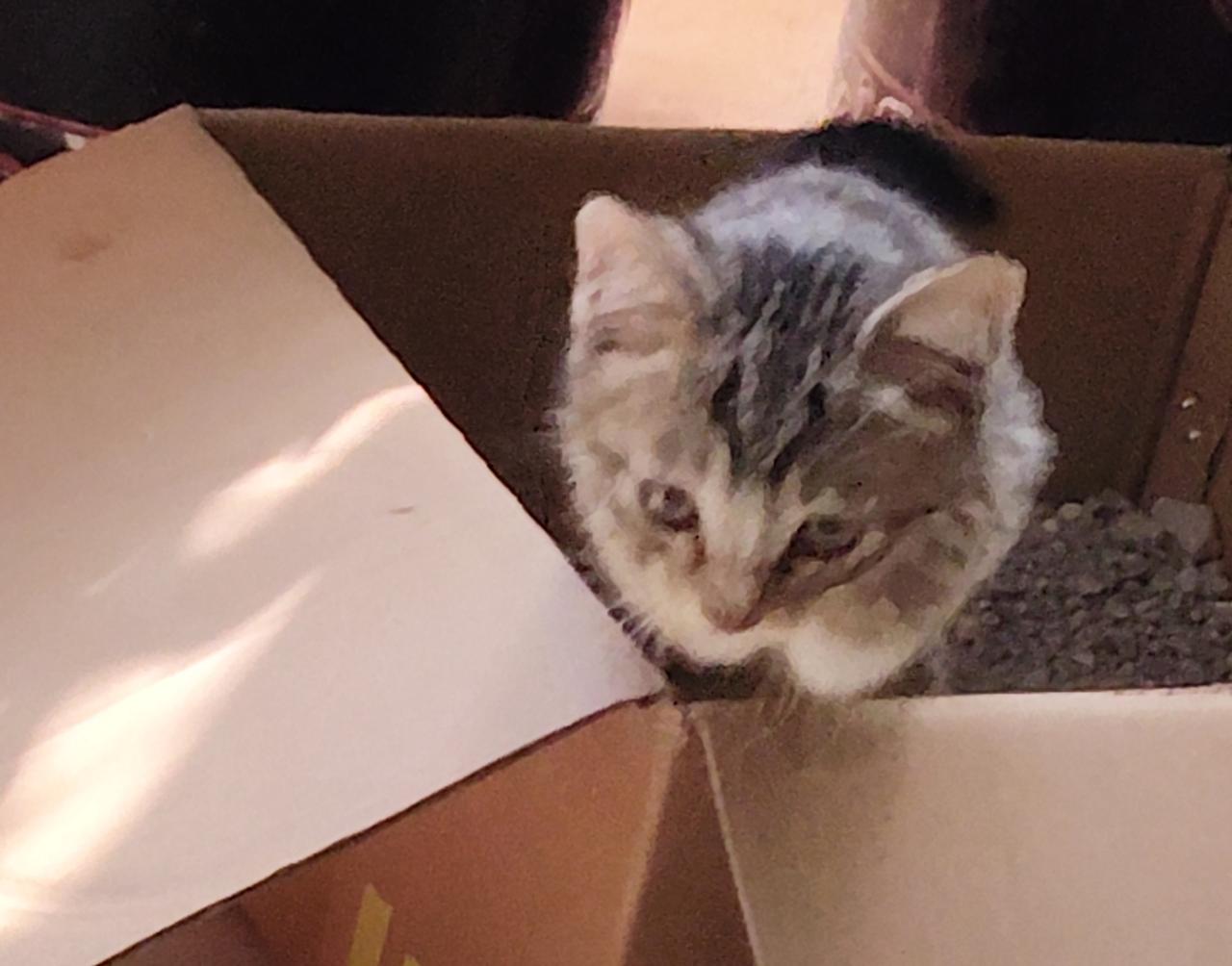 小奶猫可以喝纯牛奶吗？前天我买了只小奶猫，忘记问卖猫的人给小猫吃什么？我想