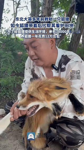 东北的张大哥多年前救下一只狐狸，这只狐狸后来带着后代一直陪伴着他——为了给狐狸们