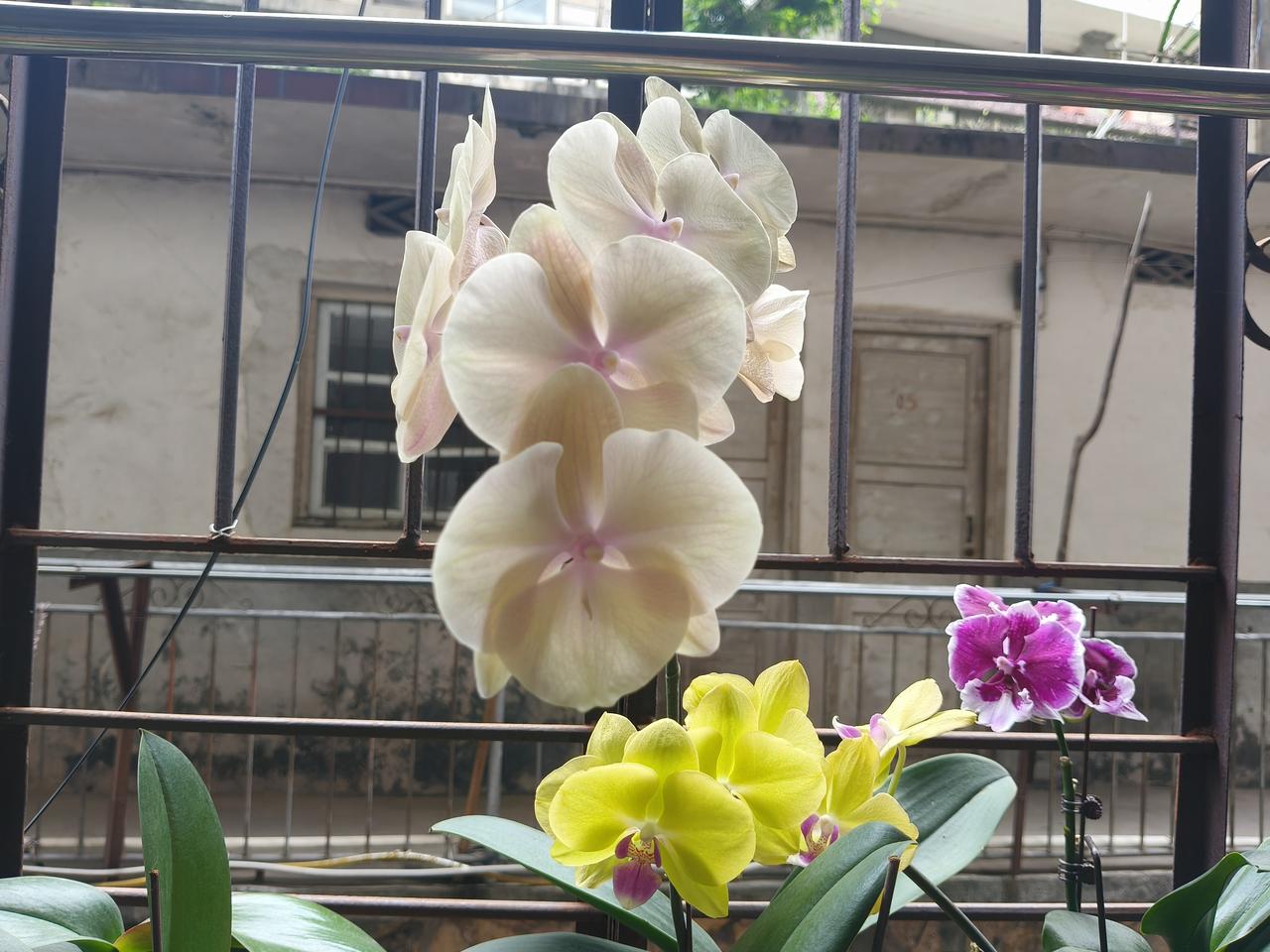 阳台上的小确幸：粉嫩的兰花与紫色的点缀，静谧美好。