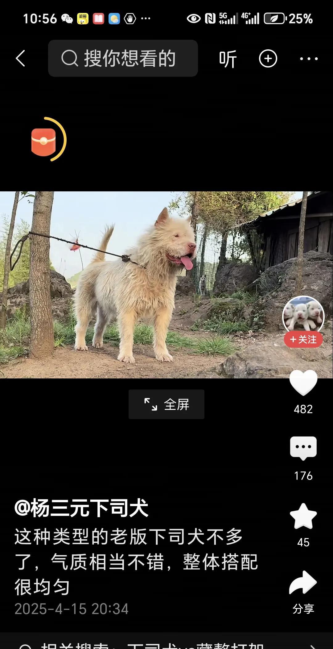 没想到我们中国也有这么好的猎狗，那就是来自贵州的下司犬。这种狗的特点是毛色发