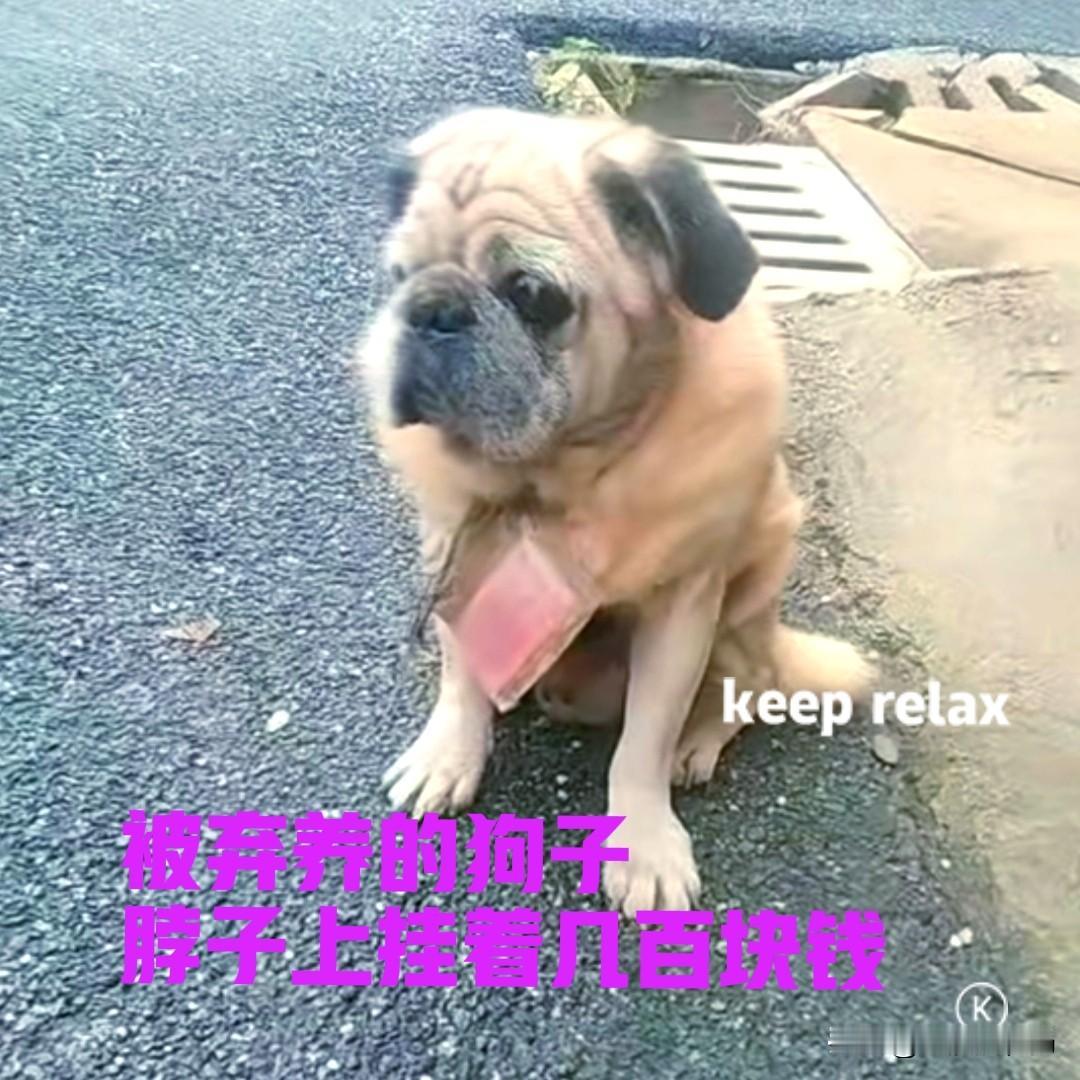 狗子被主人弃养了，它失落地坐在小区门口，一脸的悲伤模样。周围的人们议论纷纷，也不