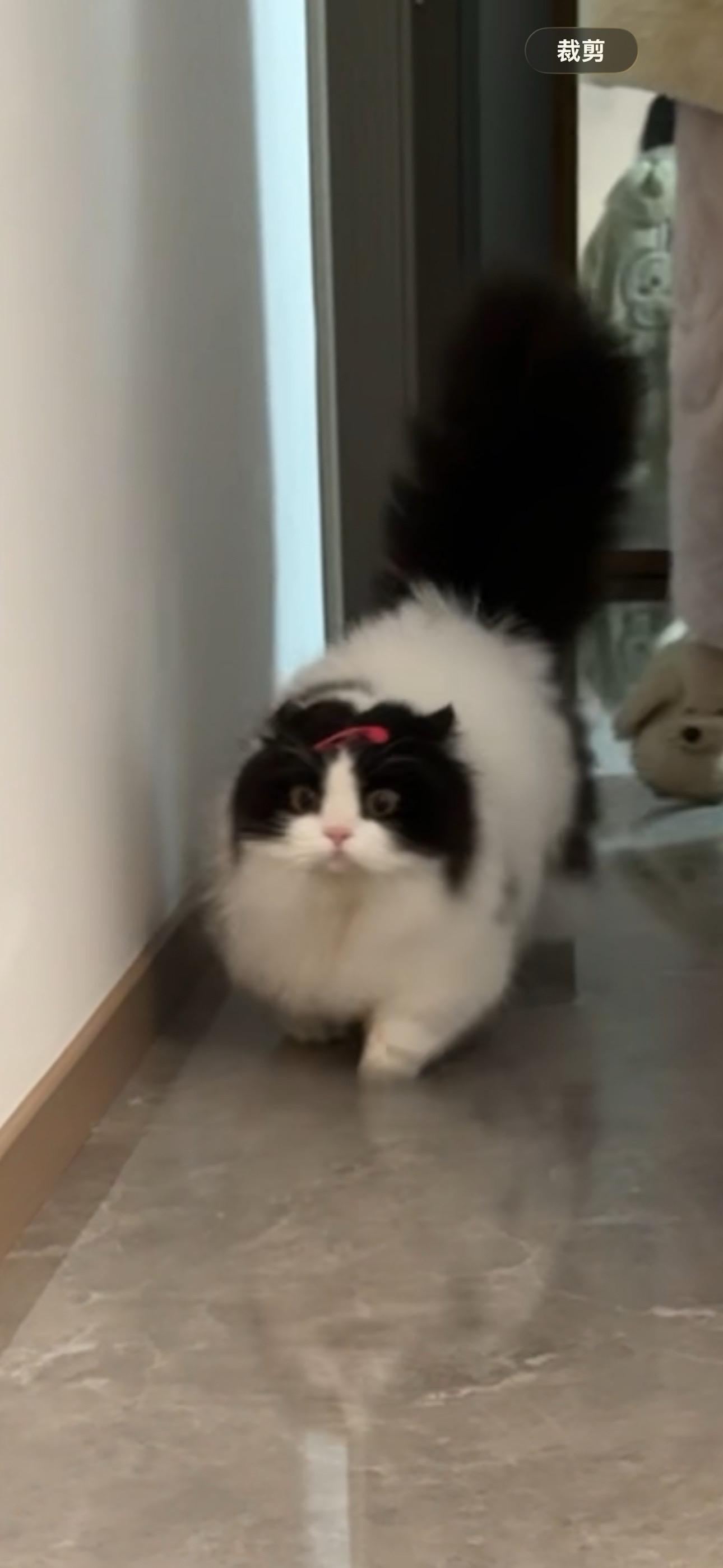 小猫咪零碎日常。