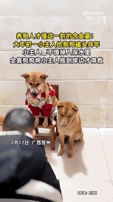 绝了，这狗在家里的地位要超过我了。广西贺州一户人家，大过年的，小主人跪在地上