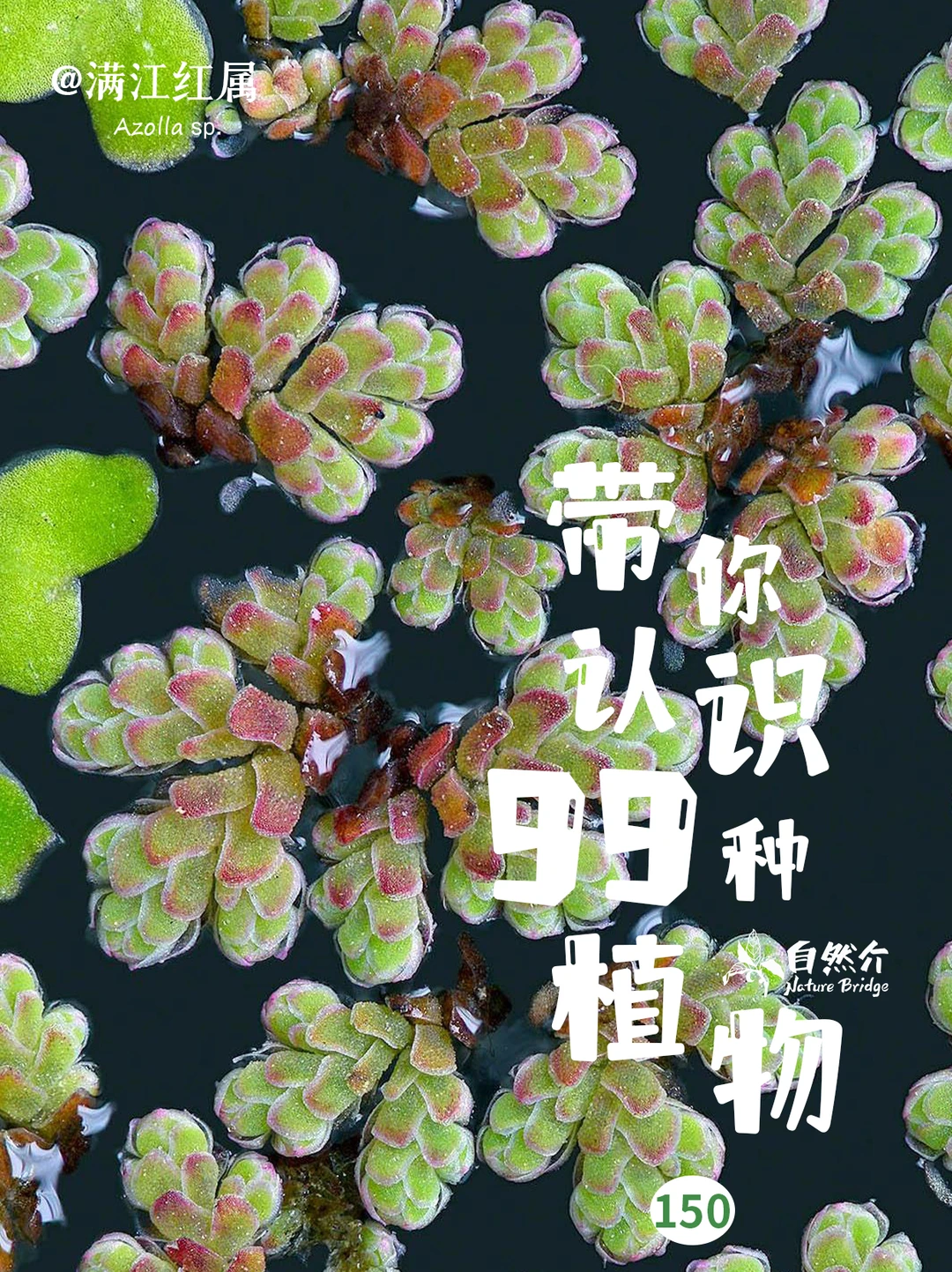 带你认识99种植物