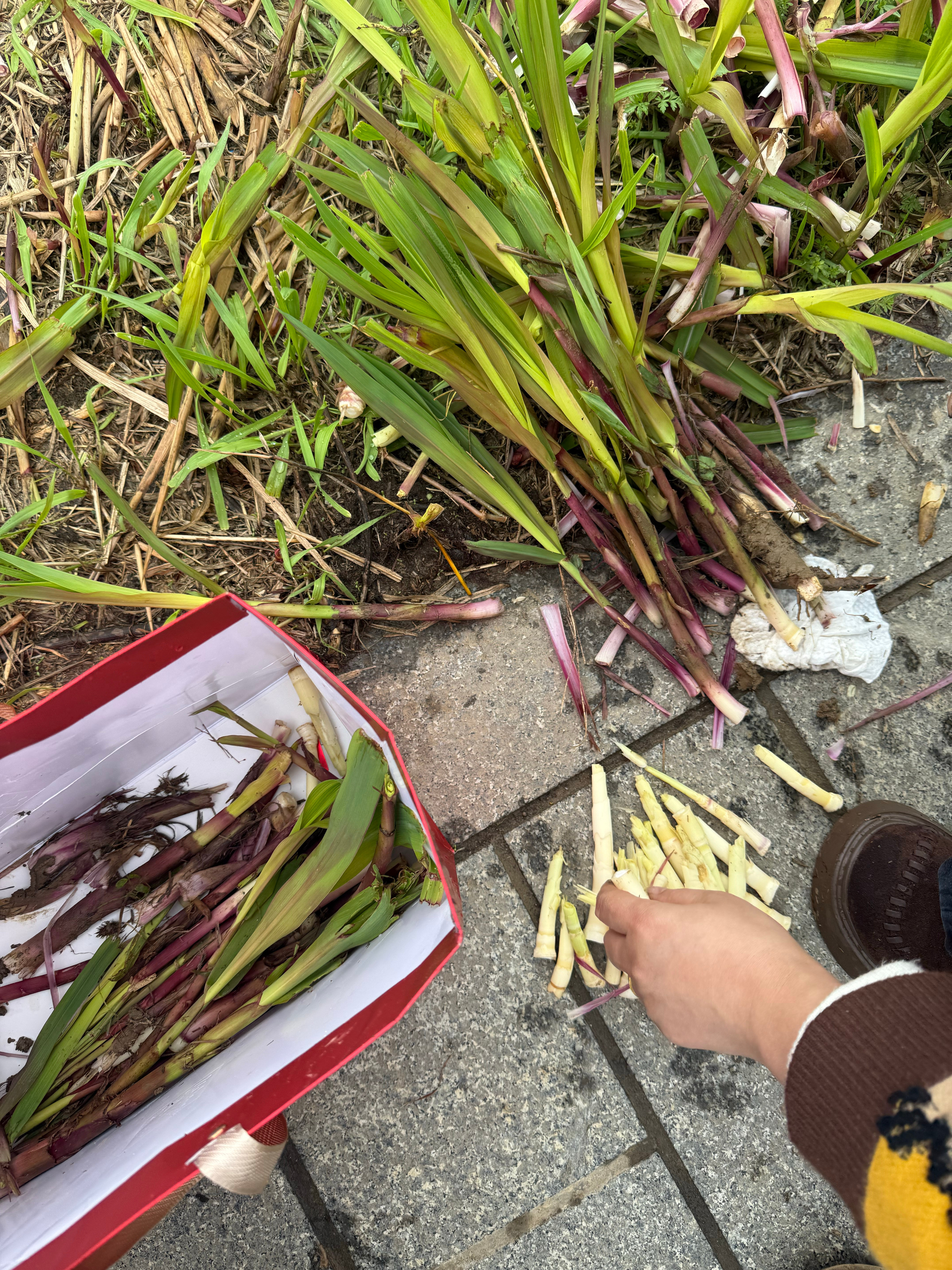 春天就要挖野菜