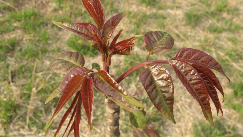 杨志勇声音美容培训视频18口腔共鸣练习[杨志