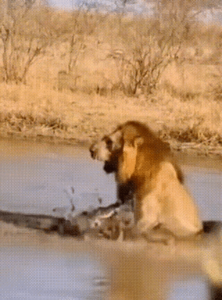 陆地之王狮子到水里被前后夹击，到水里就不行了。😯😯😯😯