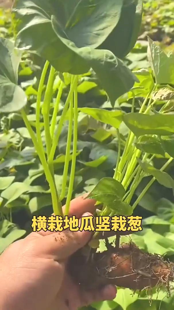 淹不死的芹菜，旱不死的葱。阴种豆子晴种棉，种菜宜在连阴天。高地芝麻洼地豆，横栽地
