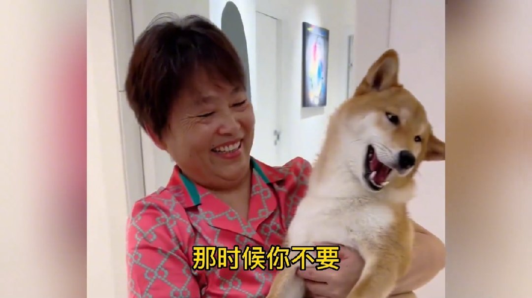 小狗被爸妈养一周一天比一天好笑顺带一提，这事的乐子不在狗变丑了，在于它前后是两