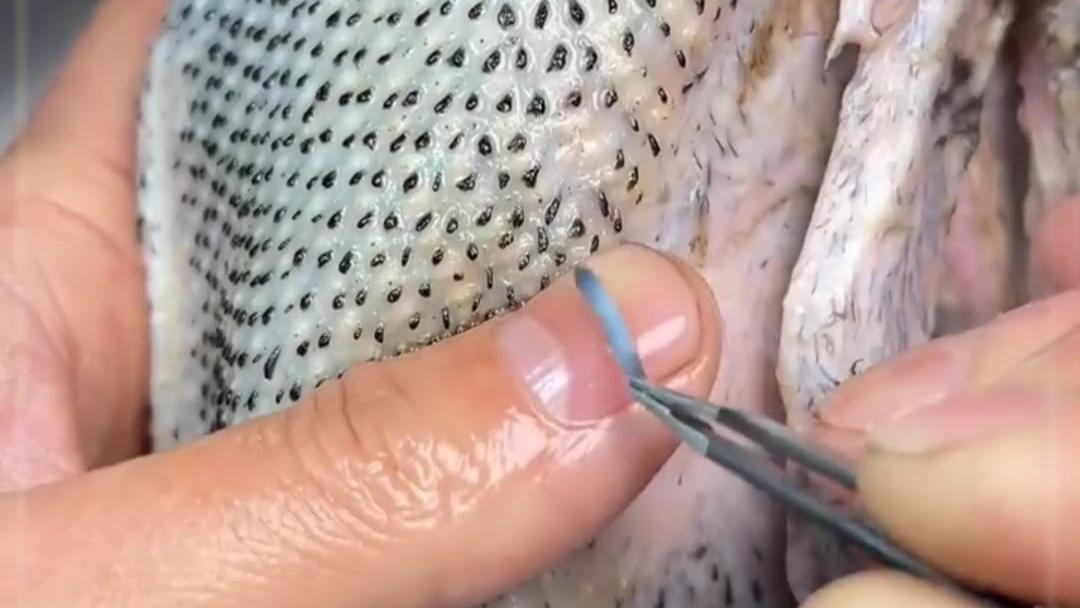 过年必做啤酒鸭！毛要拔到什么时候？网友分享高效拔毛技巧