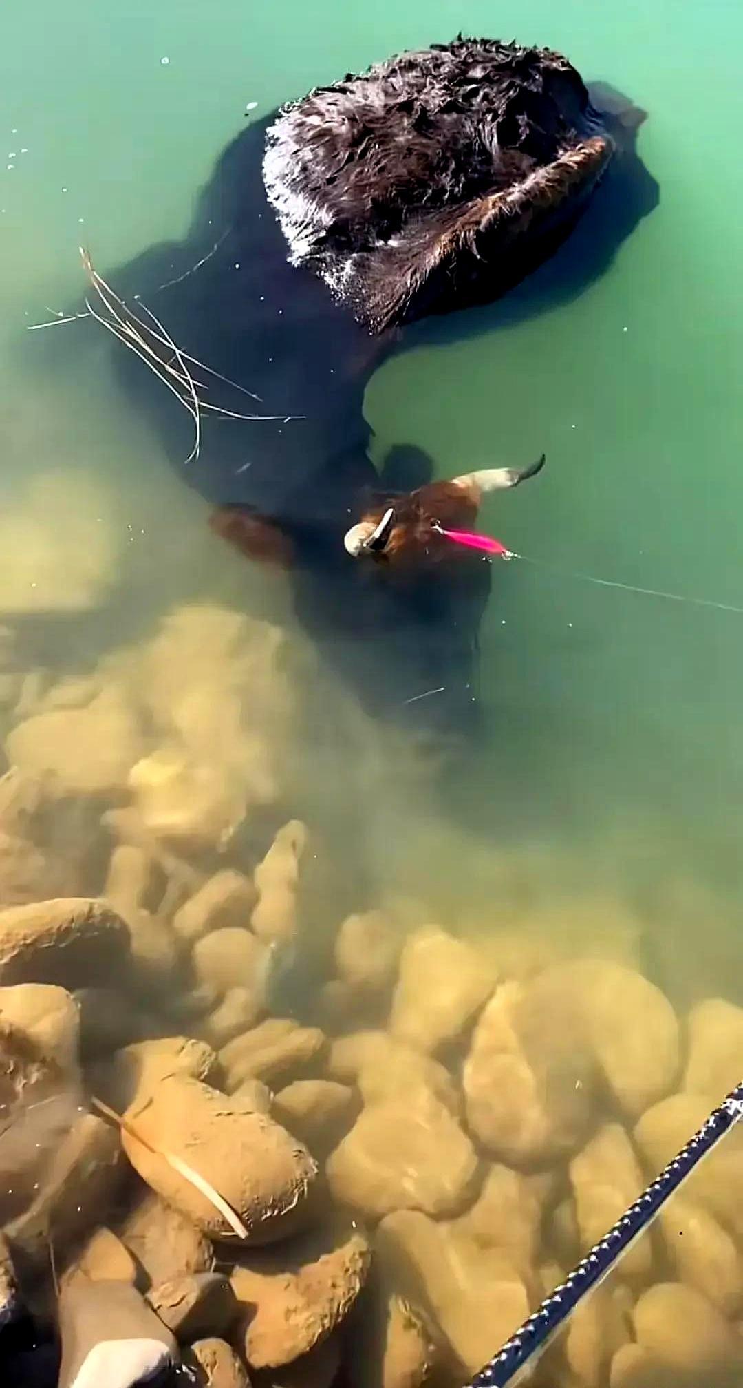 钓到牛才算赢？鱼护空着回家是常态。去年我在野河蹲三小时，只捞上来一只运动鞋