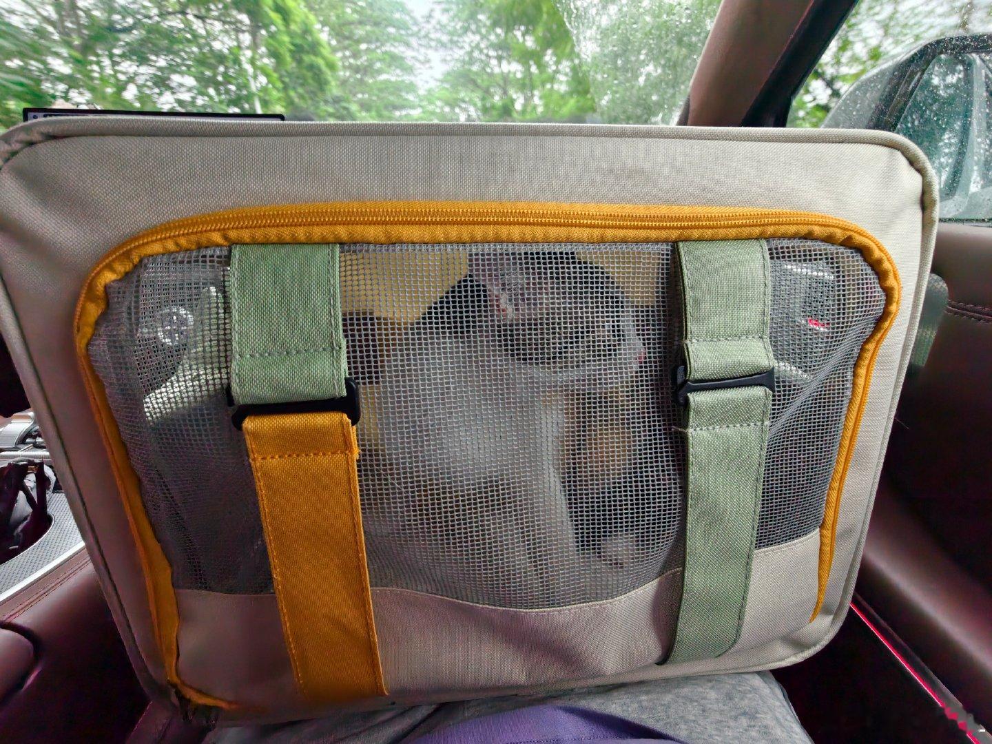 一大早把家里最皮的小三花猫送去绝育啦，它还是头一回坐车～叫个不停~还好坦克700副驾空间够宽敞，能直