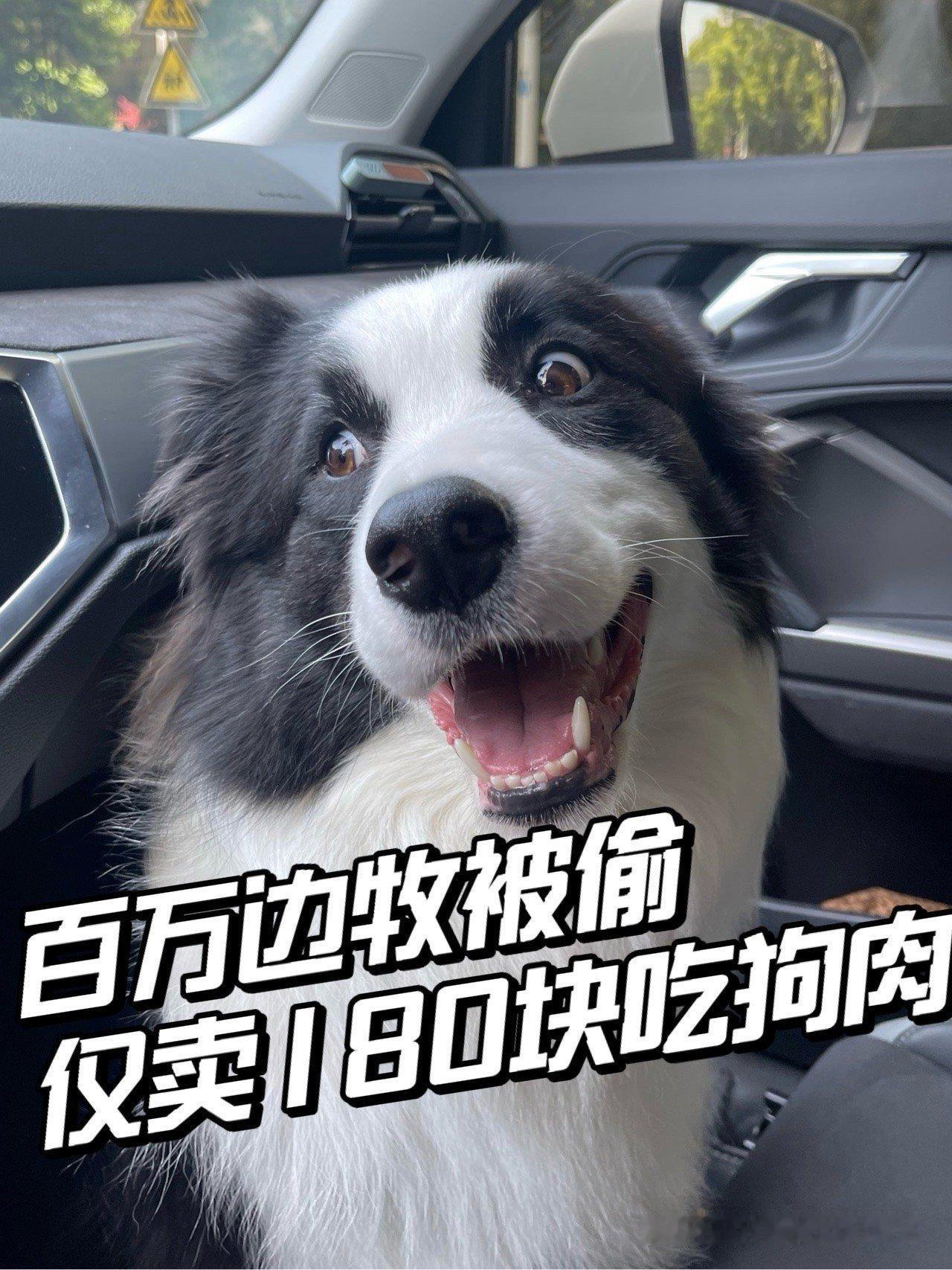 180块，买走一条边牧九年的生命——这个定价，在主人郭先生心里，在所有有良知的人