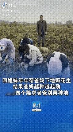 商丘四姐妹薅花生薅到“跪求”！河南商丘四姐妹年年回家帮父母薅花生，本想多干活让