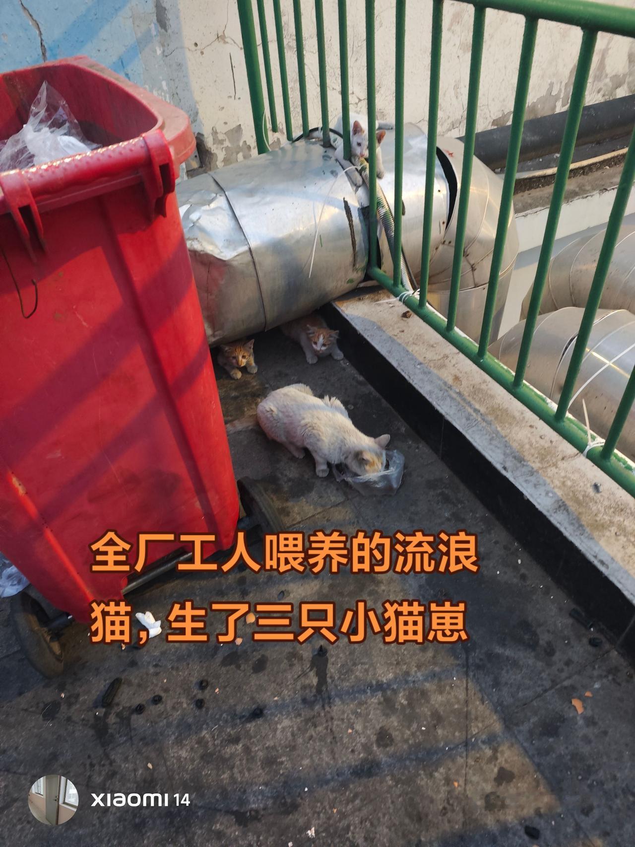 老猫身体变丑了，有肚皮了，毛发比较黑了，比较杂乱了，没有年轻时那么漂亮了。可是这