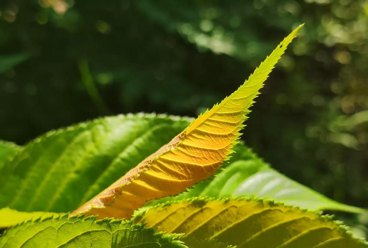 明武宗朱厚照毁了他爸辛苦攒下的江山明孝宗朱佑樘三十六岁去世，一生只生了2个儿子