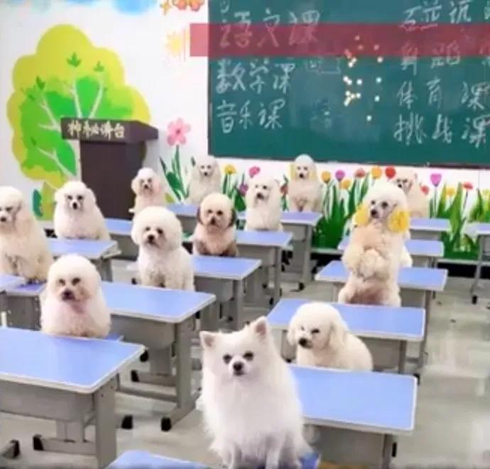 看了这个，真心觉得活的不如狗...最近上海这事儿火了，95后姑娘桃桃每月砸1