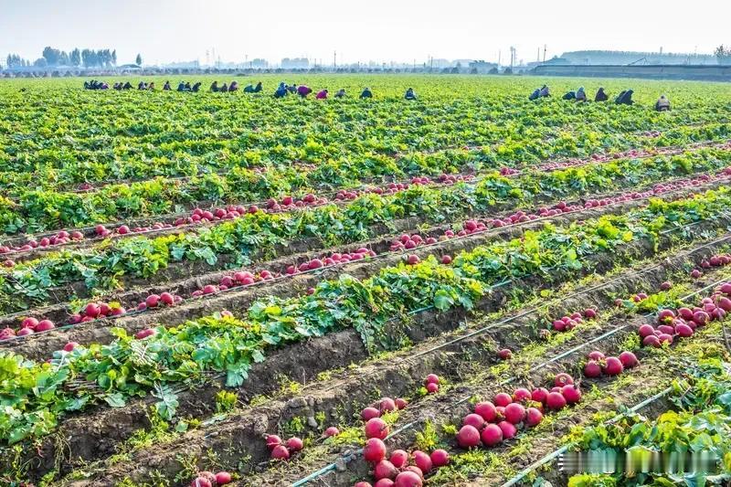 “凡是农民就必须发放养老金”。本身就是个伪命题。比如，一个进城农民工在城里干了一