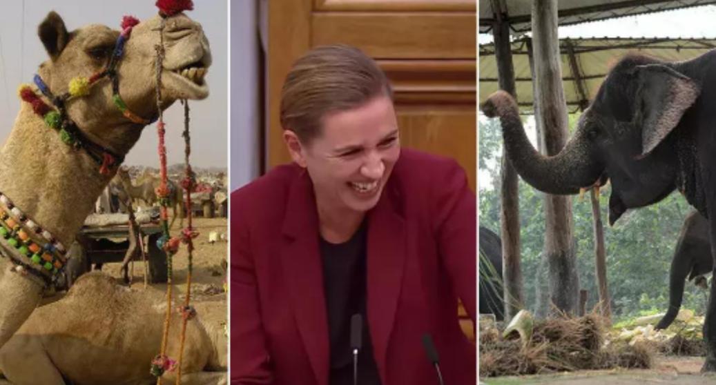 大家一定觉得丹麦女首相弗雷泽里克森十分眼熟吧？没错，七年前她就名满天下了，她因为