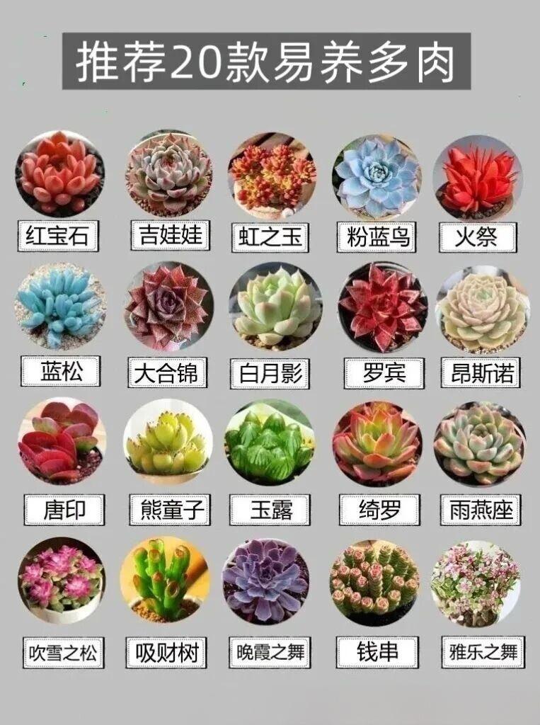 新手养多肉，优先选皮实耐造、耐旱耐晒、容错率高的品种！吉娃娃叶片肥厚带粉边，