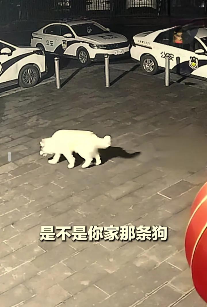 女子报警寻狗时，民警突然指了指她身后宠物莫名走失，主人匆忙奔赴派出所求助，一
