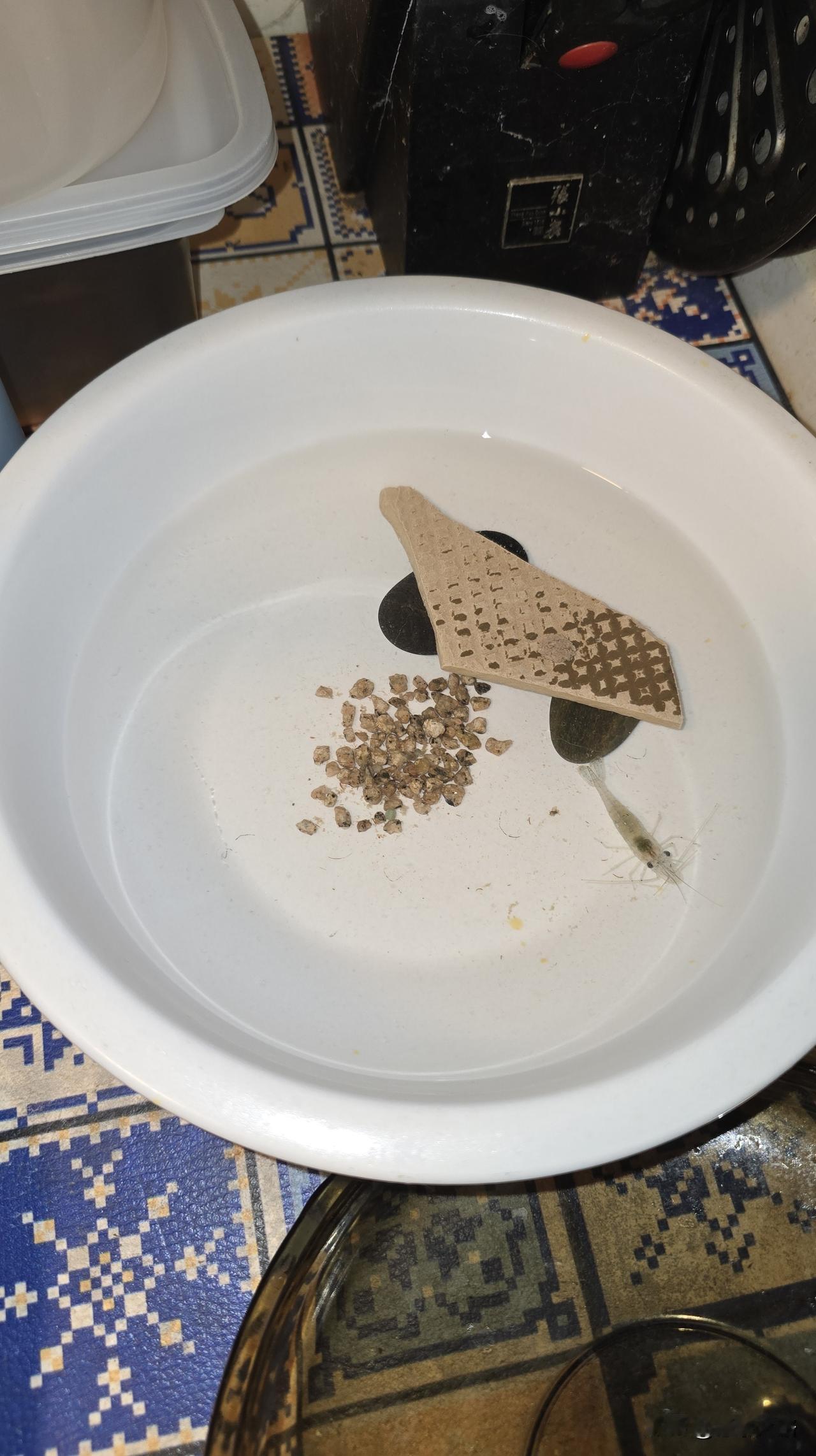 从超市买了三斤小龙虾回来，倒在水槽里清洗的时候发现袋子底下还混进来一只小河虾，毫