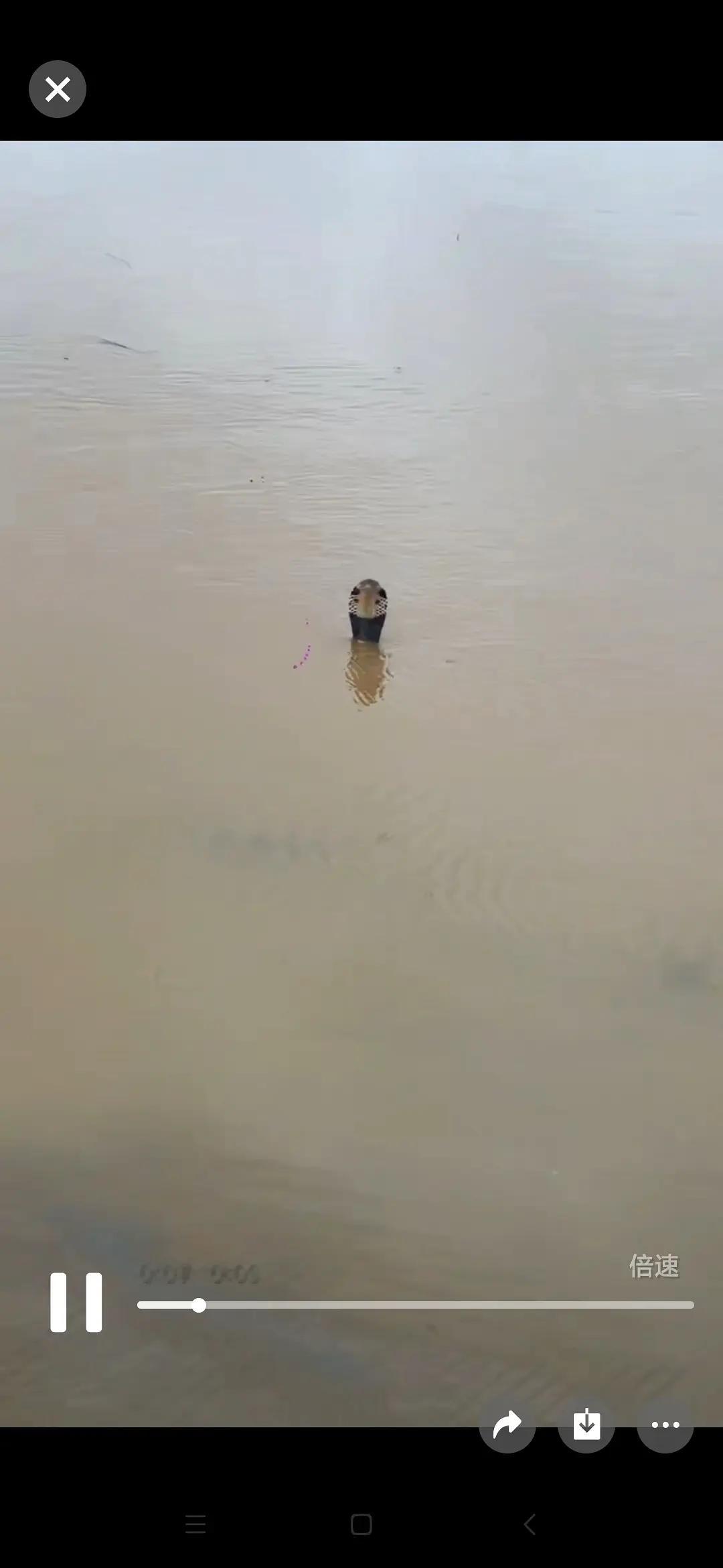 广西的眼镜蛇从养殖场跑出来了，水里到处都是，我的天啊好恐怖，希望大家都可以平安