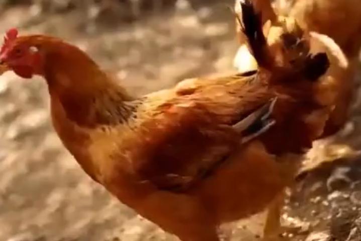 炸裂！20欧元天价盒饭毒倒200名中方人员，德国中餐馆道歉被骂惨，中领馆硬刚介入