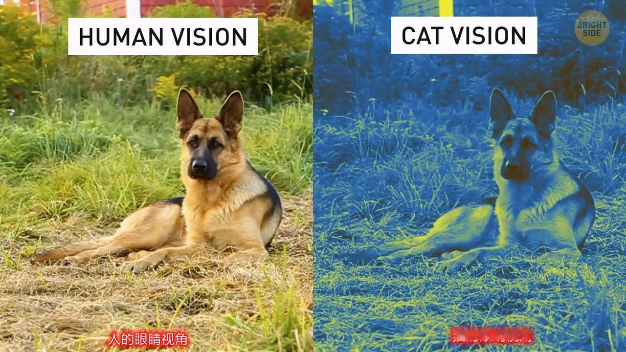 猫、狗跟人类的视觉存在明显差异，类似人类的红绿色盲。色彩感知上，人类是三色视觉，