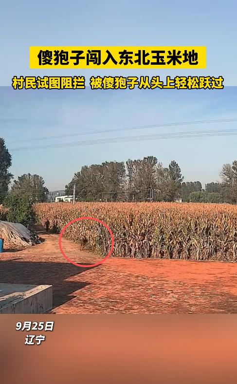 万万没想到！近日，辽宁，一位村民路过自家玉米地，听到里面有动静，他以为是小偷，大