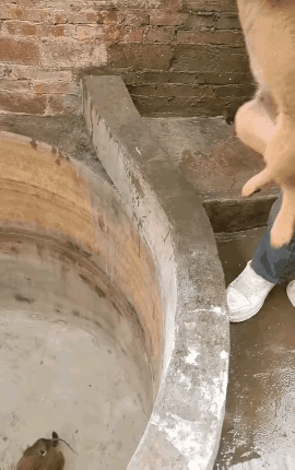 狗都抢了猫的工作！