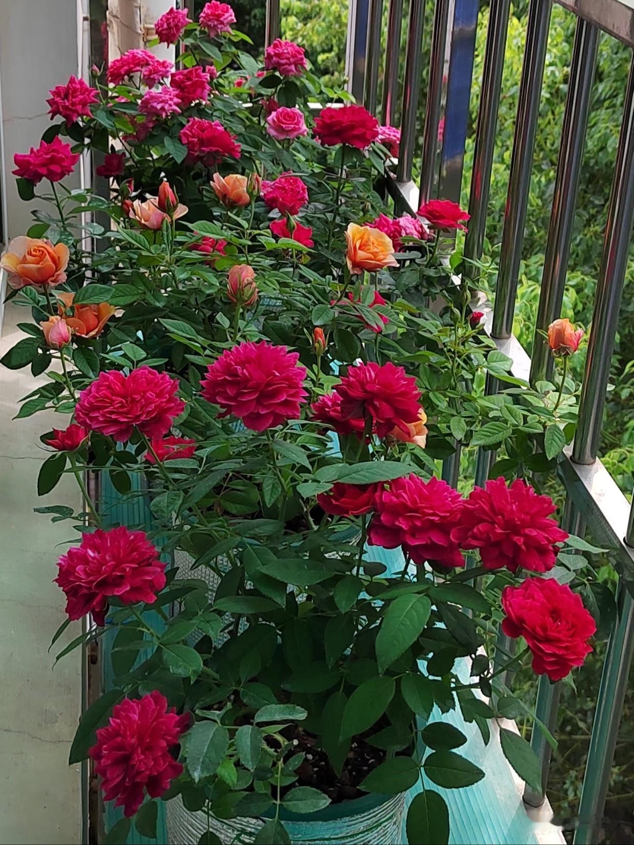 今天讲月季花！🌹【超全月季盆栽养护攻略】超干货收藏🌟一、月季的习性