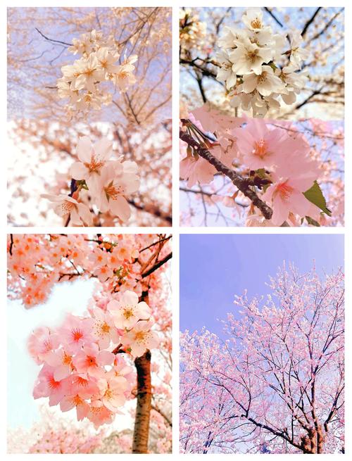 假期来武汉玩，樱花美景和美食攻略！