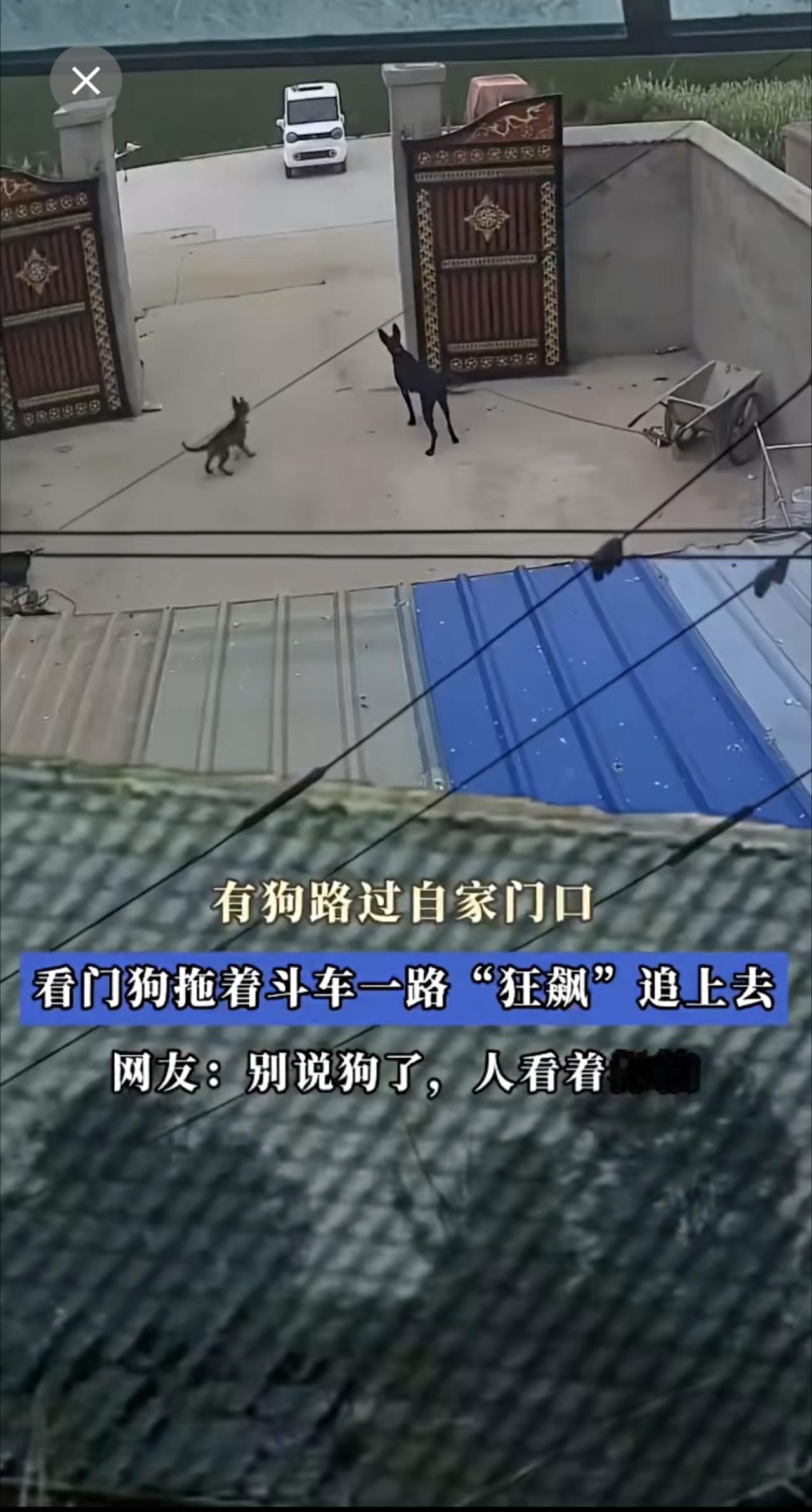 有狗路过自家门口，看门狗拖着斗车一路“狂飙”追上去。