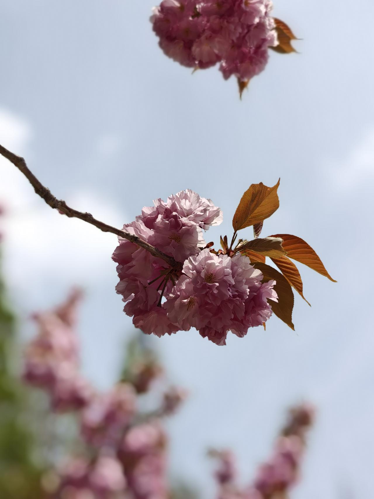 在女儿家住了9年后老房子拆迁，母亲给女儿40万拆迁款，却被女婿赶出了家门。母