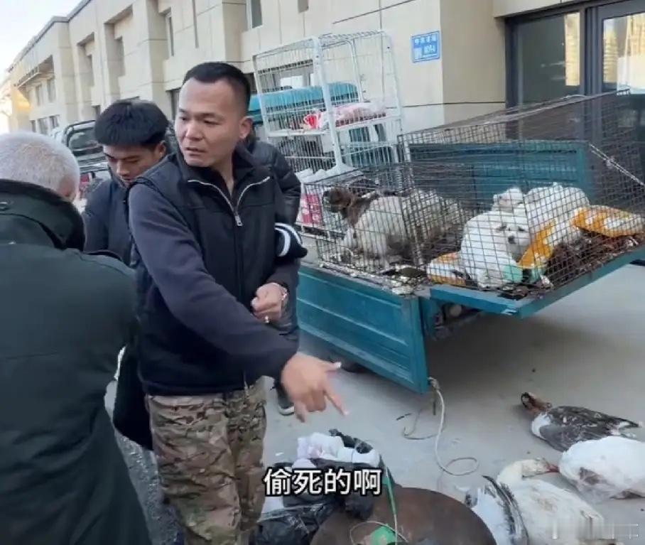 子论迹不论心，潘宏改行了，不直播训狗，改行去狗市救狗了。真正的救狗，花钱挑好看的