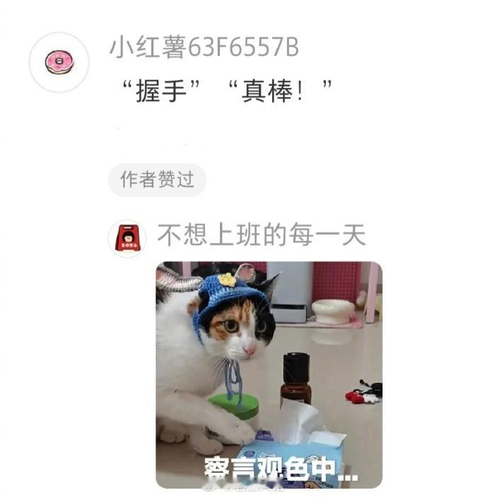 终于明白为什么鹿角蕨的手叫手了