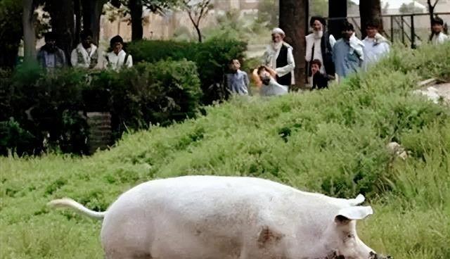 阿富汗的老百姓没有见过猪，阿富汗请求中国送给他们2只猪。2002年，八达岭野生动