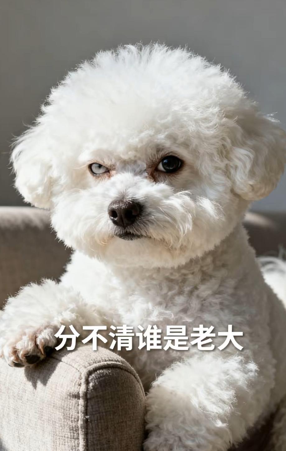 我同事家添了新生儿，把养得肥头大耳的比熊送我。这狗以前在家吃罐头睡毛绒垫，到我这