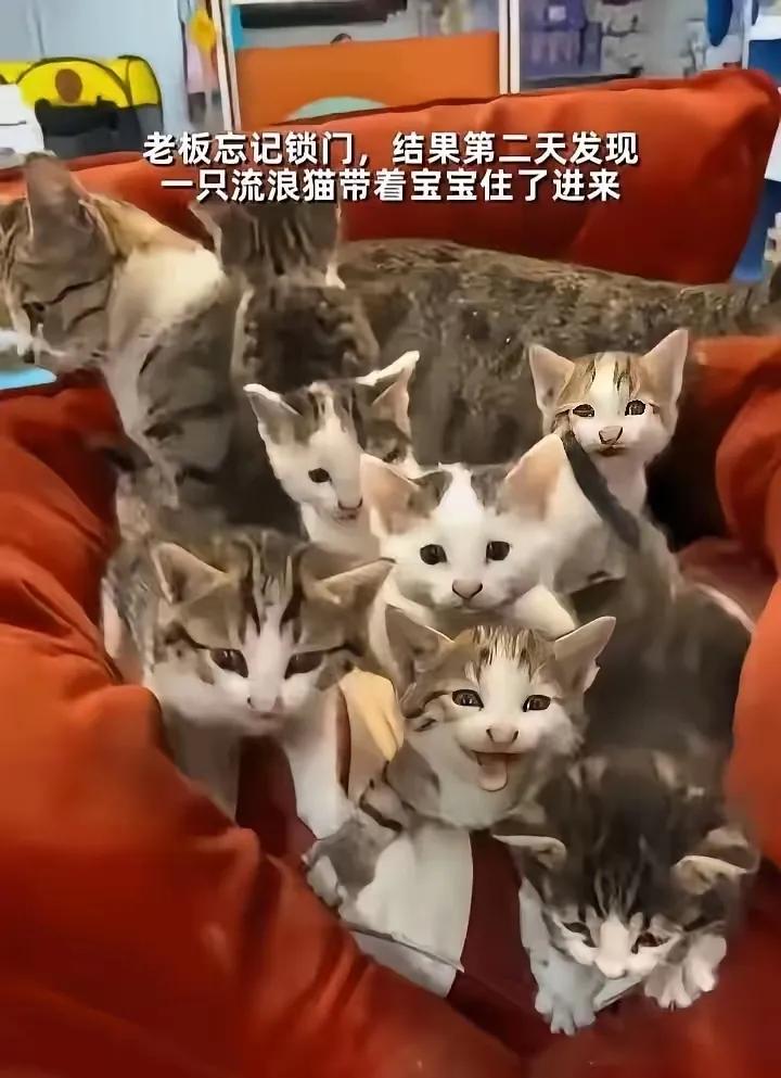 泪目了！这天一位开超市的大哥居然忘记锁门了，结果第二天开门一看，他的沙发上居然蹲