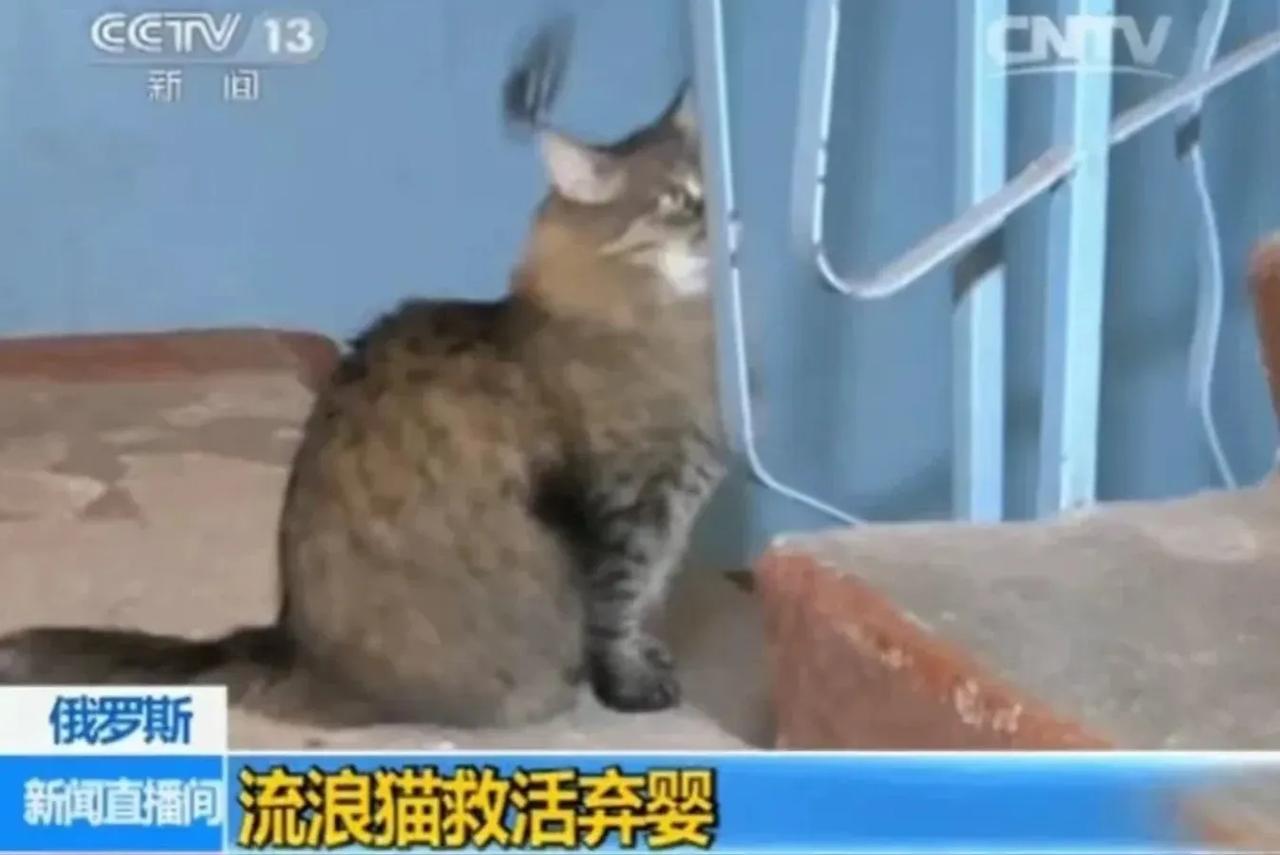 这只流浪猫的故事在全球范围内广为传播，连央视也对其进行了报道。在寒冬凛冽的冬