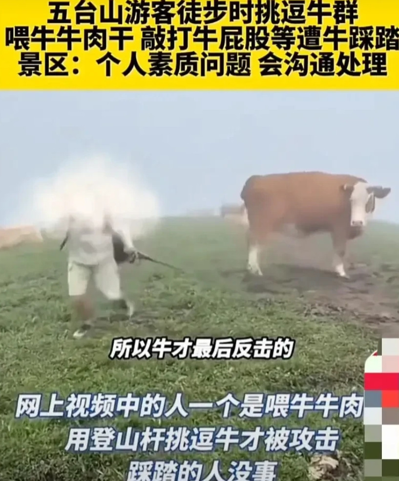 有点过分了！山西祈州，几名游客在徒步旅行时偶遇牛群，其中一名游客用登山杖敲打牛屁