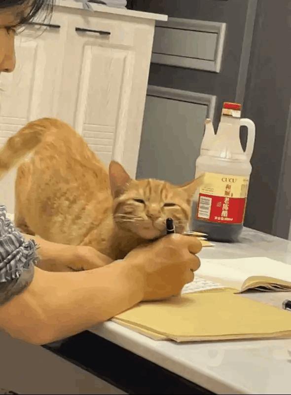 铲屎官，别做作业了，快点陪我玩吧。