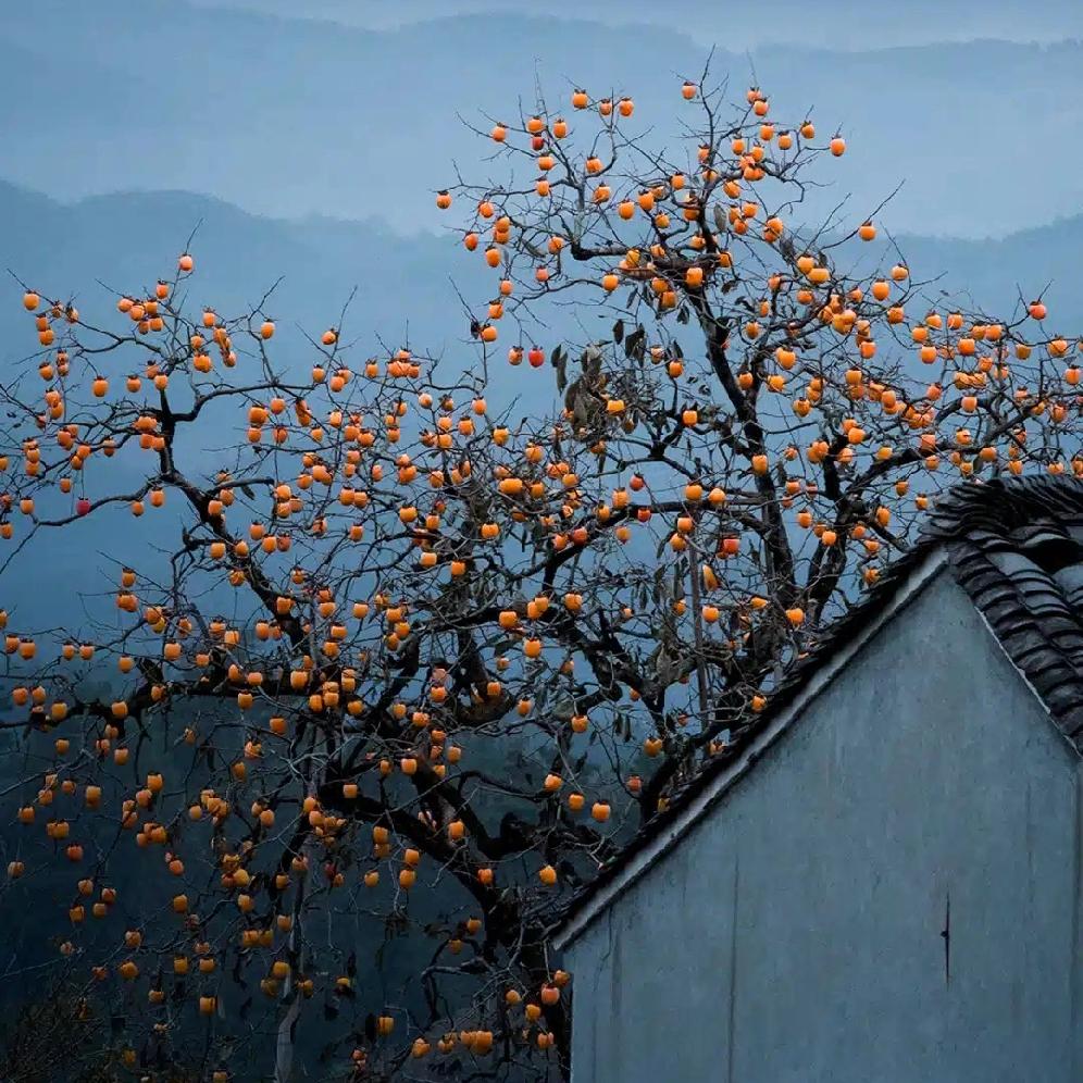 我妈如今在我二姨家做保姆，年前二姨动手术时她去照顾了俩星期，二姨出院回家后就