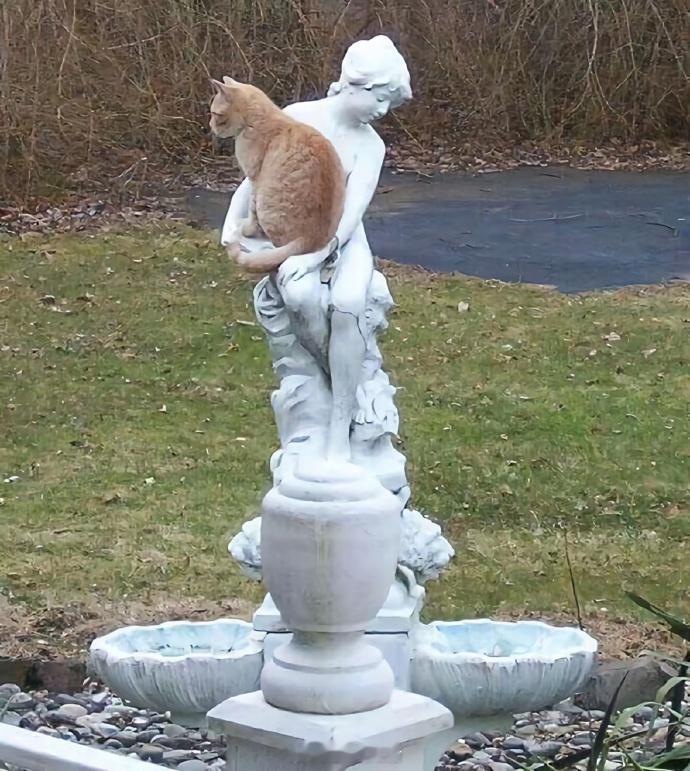 在哪都能眯一会所以叫猫咪​​​