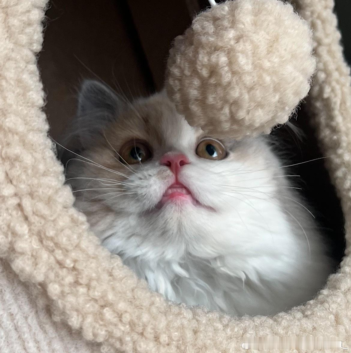 我希望你做全世界最幸福最健康最快乐的小猫🐈我的宝宝我最爱的宝宝​​​