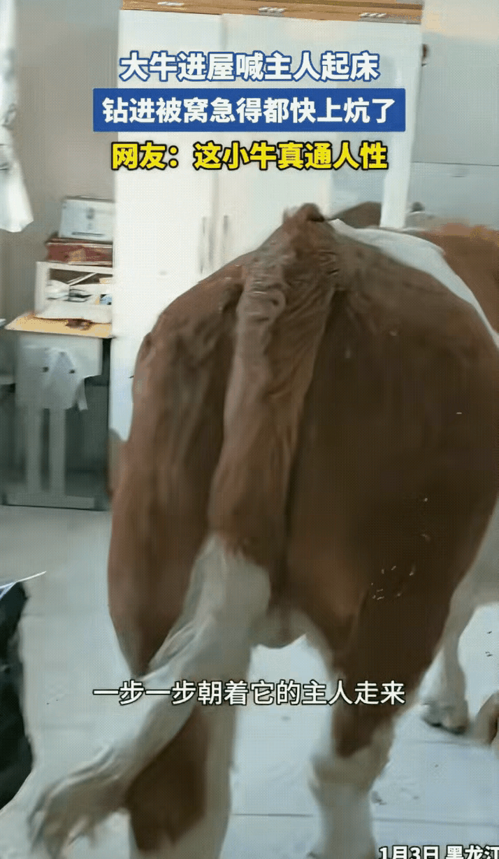 “太有灵性了！”黑龙江一名男子养了一头牛，这天因天气太冷，男子赖床睡到很晚都没有