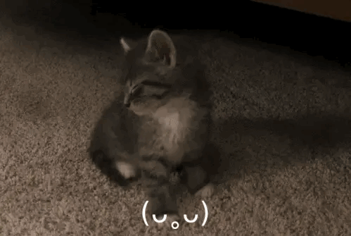 晕晕小猫​​​