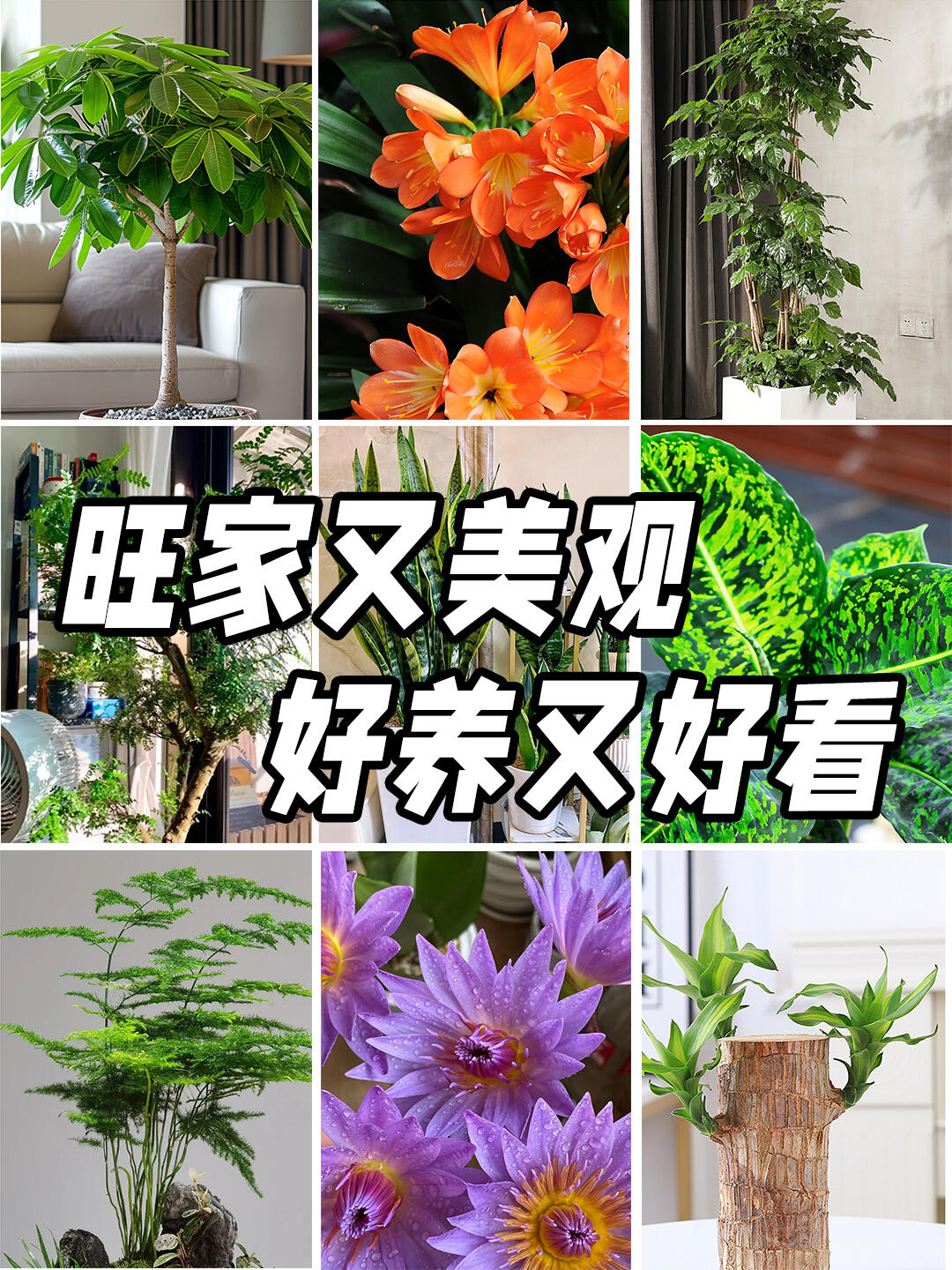 旺家绿植好养又好看！旺家绿植包括青苹果竹芋、发财树、富贵竹、龙骨、玫瑰、百合、