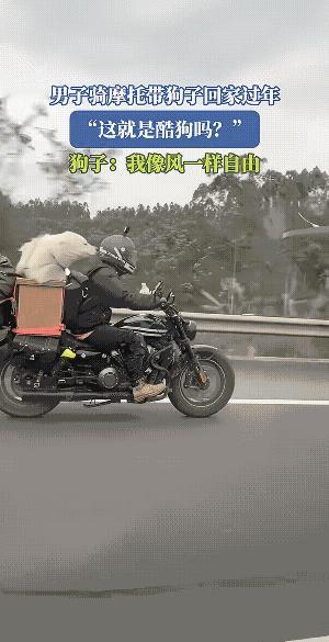 这一路肯定冻成狗了，好呆也应该给它穿件衣服哟。实话实说，它不会说话，若会说话，